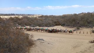 GC-Camello Safari (Maspalomas)-47.jpg